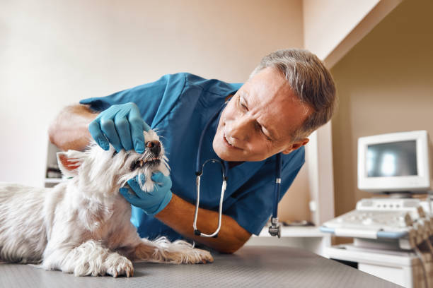 Best Emergency Dentist for Special Needs Patients in Mammoth Lakes, CA